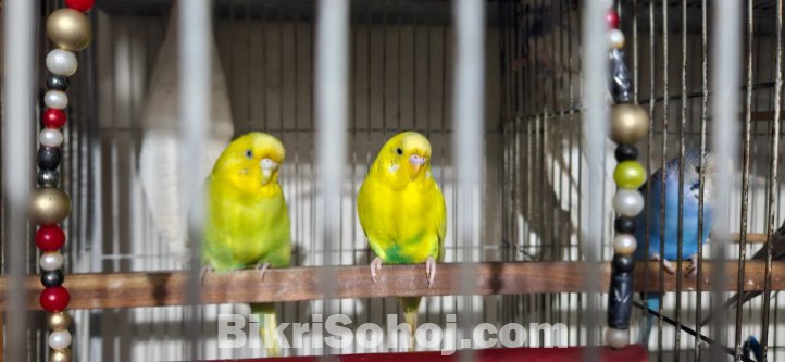 বাজরিগার পাখি মোট ৫টি